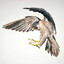 Birdy