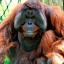 Ginger_Orangutan