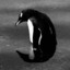 Penguinboy