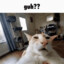 meow
