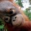 Sr. Orangután