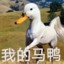 我的马鸭