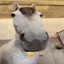 Horse of Approval