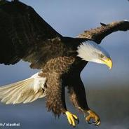 老年人打枪放放水·