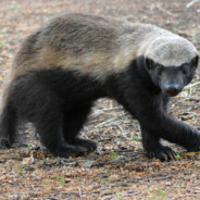 Honeybadger