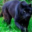 panther