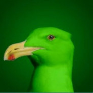 [2ndMS] Green Seagull