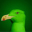 [2ndMS] Green Seagull