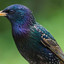 Starling