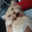 Toetoe