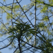 美酒盈樽丽陈词