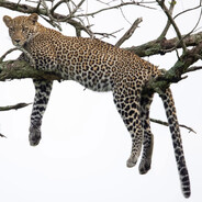 cHeeTah02 - steam id 76561199076331959