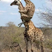 贫民窟的艺术家