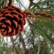 Pinecone