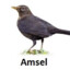 AMSEL ✪