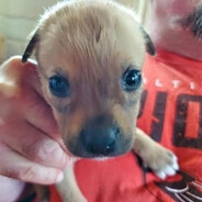 bananelson farofinha