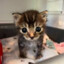 lil kitty