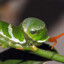 Caterpie
