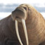 Walrus