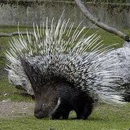 Дикобраз
