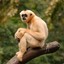 WaningGibbon