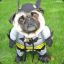 Batsy