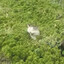 BushCat of Wisdom