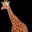 Giraffe's avatar