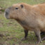 Capybara