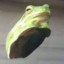 Firewing