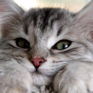 แมวเด้ง