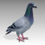 whypigeon