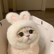 Avatar of 小猫咪能有什么坏心思