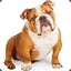 Annabelle_The_Bulldog