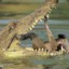 Man Eating Crocodile