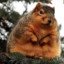 ChunkySquirrel