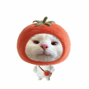 乱世[LS]-悲伤的tomato