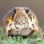 Biggus Toadicus
