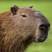 CAPYBARA