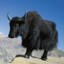 Yak