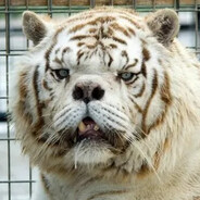 white tiger