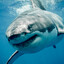 Big Shark