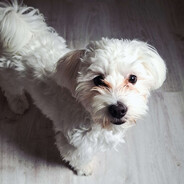 Lekvár_peek Robík22