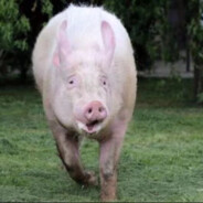 导员爱吃花甲粉