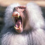 Baboon7