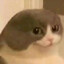 Viggles