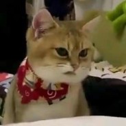 欧皇幸运星温馨守护