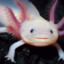 Lady Axolotl