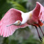 Roseate Spoonbill