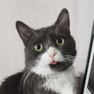 Cobalt Lab - #1 Rust & Gaming Site